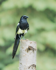A Magpie Closeup in Alaska