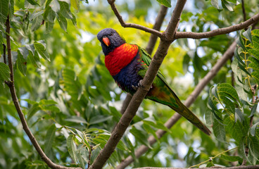 Rainbow Lorikeet (Trichoglossus moluccanus)