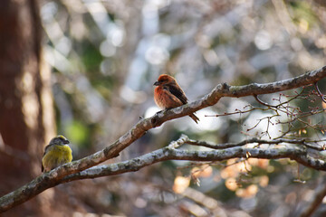 静かな朝のイスカのペア