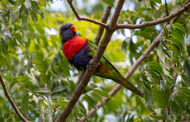 Rainbow Lorikeet (Trichoglossus moluccanus)
