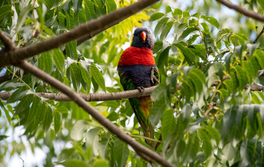 Rainbow Lorikeet (Trichoglossus moluccanus)
