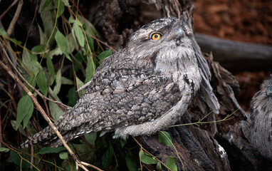 Tawny Frogmouth (Podargus Strigoides)