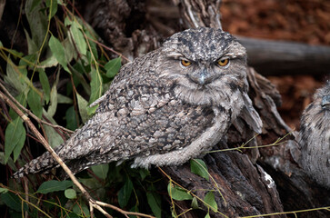 Tawny Frogmouth (Podargus Strigoides)