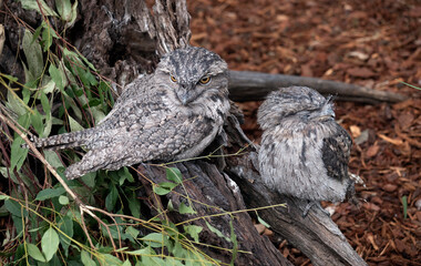 Tawny Frogmouth (Podargus Strigoides)