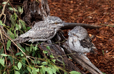 Tawny Frogmouth (Podargus Strigoides)