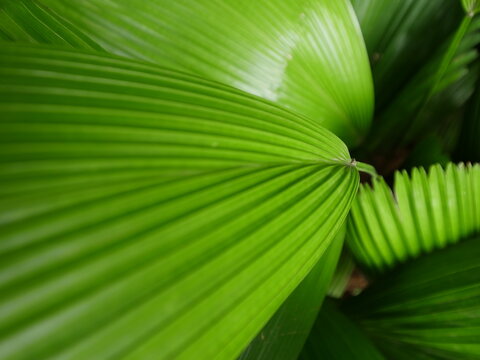palm tree leaves © tony