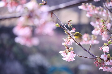桜とメジロと春の訪れ