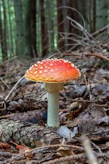 Amanita Muscaria, Fly Agaric, Fly amanita. Red Poisonous Mushroom.