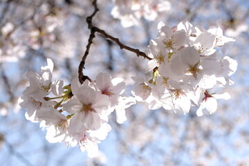 桜と青空＿アップ，ボケ，ツイン＿１