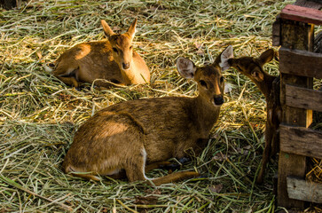 white deer