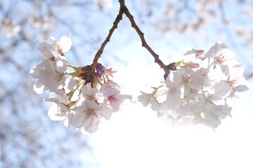 桜と青空＿アップ，ボケ，ツイン＿３