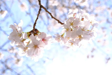 桜と青空＿アップ，ボケ，ツイン＿５