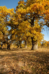 Fototapeta na wymiar Autumn oak tree foliage. Yellow Quercus leaves in the fall. Gavurky. Slovakia.