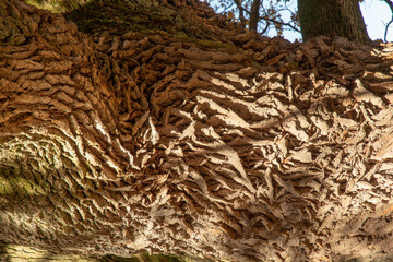 Ancient Oak tree (Quercus) trunk. Tree bark close up. Detail.