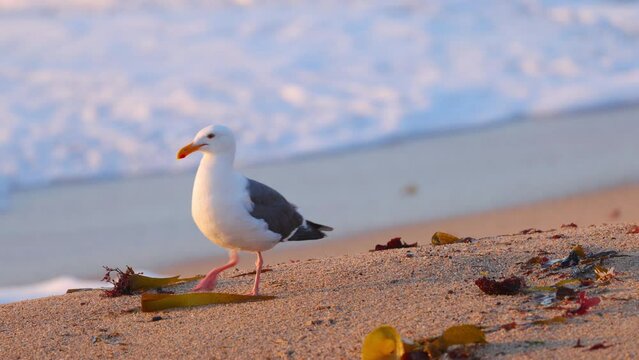 Close-up shot of a seagull on a sandy beach at sunset near Monterey California.