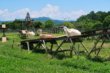 草原の遊具を歩くヤギ