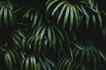 Green leaves background with dark tones. Green leaf texture nature background. tropical leaf concept