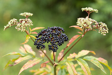 Clusters fruit black elderberry in garden. Sambucus nigra. Common names: elder, black elder, European elder, European elderberry and European black elderberry.