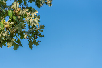 Fall oak tree leaves and acorns against blue sky