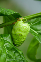 Noni which is about to be harvested
