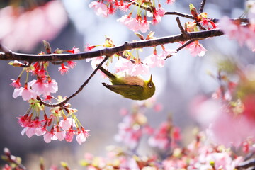 桜とメジロと春の訪れ