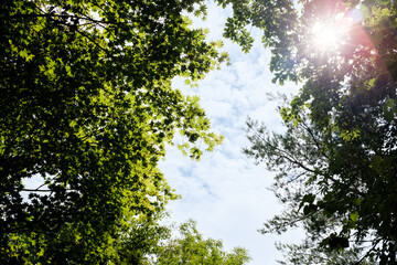 sun shining through trees