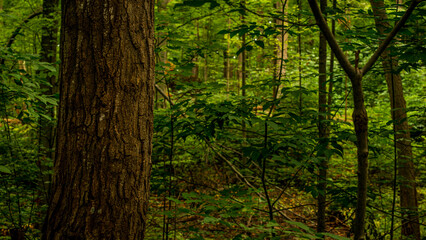Fototapeta premium trees in the woods