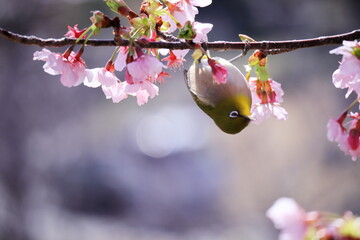 桜とメジロと春の訪れ