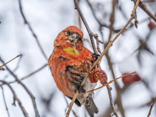 Red Crossbill male sitting on the tree branch and eats wild apple berries. Crossbill bird eats...