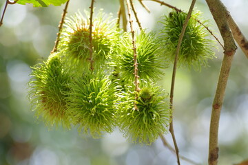 Green rambutan fruit in the farm at Thaialnd
