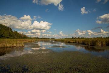 Landscape photo of Mer Bleue Bog located in Ottawa, Canada.