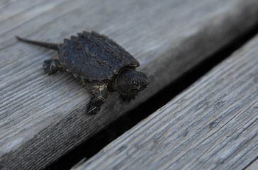 Photo of a baby turtle standing on a wooden boardwalk. 