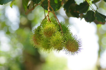 Green rambutan fruit in the farm at Thaialnd