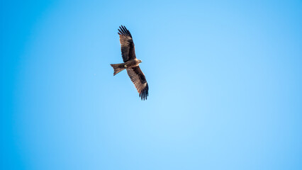 The bird of prey Black Kite flying in blue Sky
