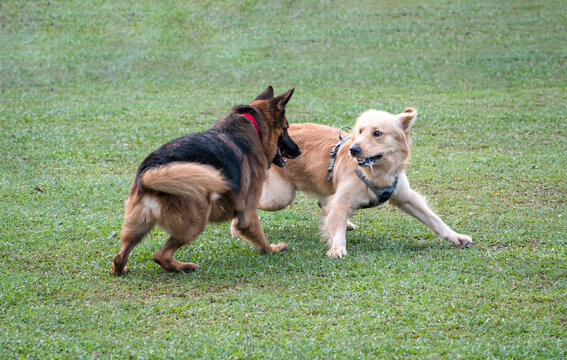 German Shepherd and Golden Retriever playing or fighting in the field. Dog socialize and purebred concept.