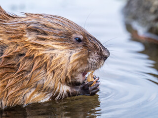 Wild animal Muskrat, Ondatra zibethicuseats, eats on the river bank
