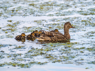 A family of ducks, a duck and its little ducklings are swimming in the water. The duck takes care of its newborn ducklings. Mallard, lat. Anas platyrhynchos