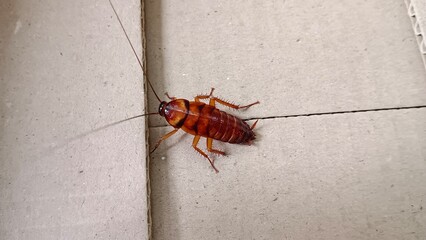 cockroach on the wall