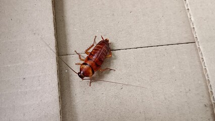 Cockroach
