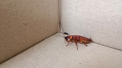 cockroach on wall