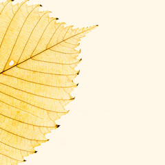 Autumn minimal image with autumn yellow alder leaf with natural texture on light beige background,...