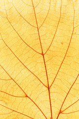 Naklejka na ściany i meble Macro photo of autumn yellow elm leaf natural texture as organic background. Fall colored leaves texture close up with veins, autumnal foliage, beauty of nature. Botanical design wallpaper