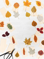 Autumn herbarium flat lay with sticking leaves on paper cards. Top view wooden table with pressed...