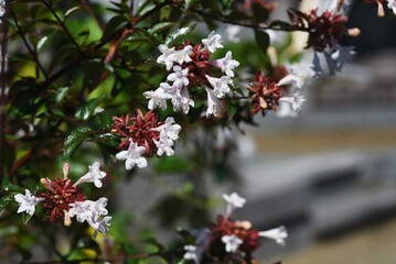 Glossy abelia flowers. Caprifoliaceae evergreen shrub. Many small bell-shaped white flowers bloom for a long time from spring to autumn.