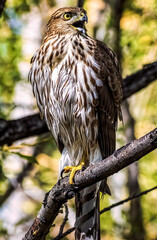Angry Falcon