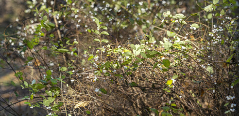 autumn natural background with colorful dry grass and plants on blurry background