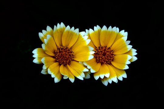 Flowers of a coastal tidytips Layia platyglossa