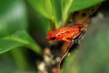 RED POISONOUS DART FROG