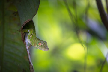 Anole