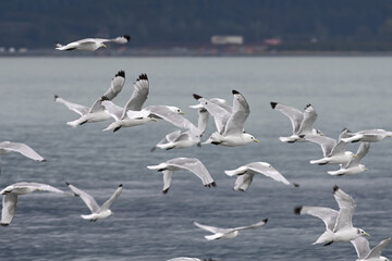 A flock of Black-legged Kittiwakes (Rissa tridactyla) takes flight over Resurrection Bay near Seward, Alaska.